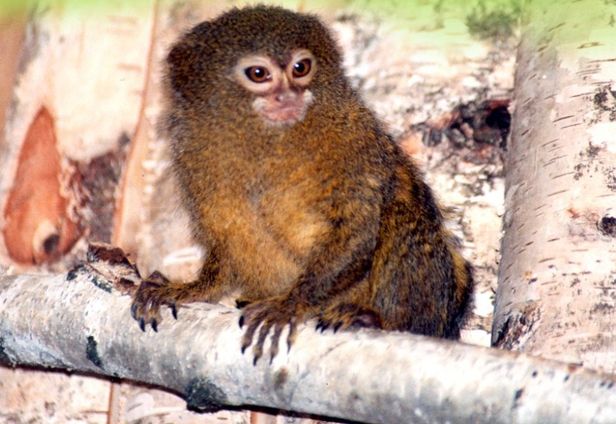 Niezwykłe dziecko w ogrodzie zoologicznym - Zdjęcie główne