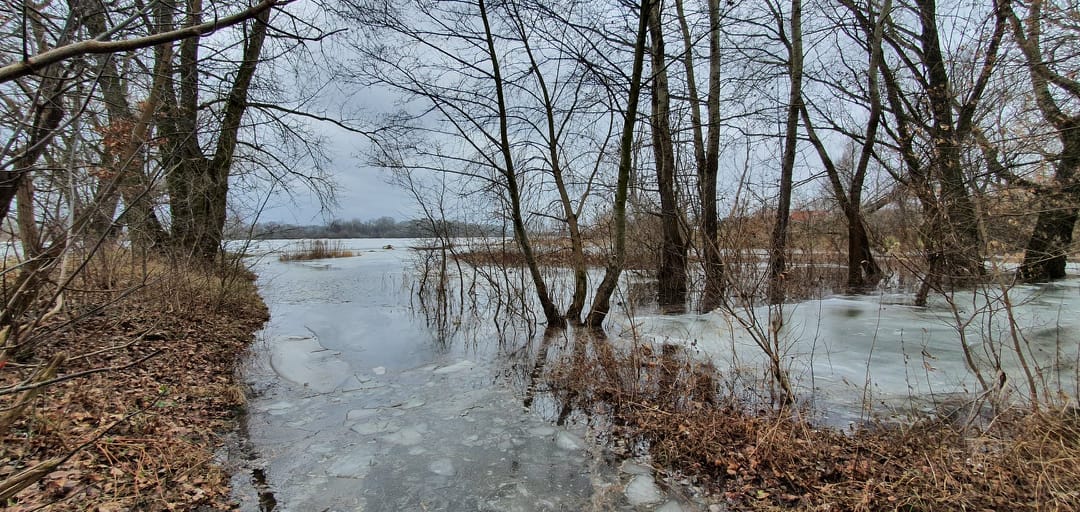 Ile drzew trzeba wyciąć przy okazji inwestycji? Jest propozycja takiego zapisu  - Zdjęcie główne