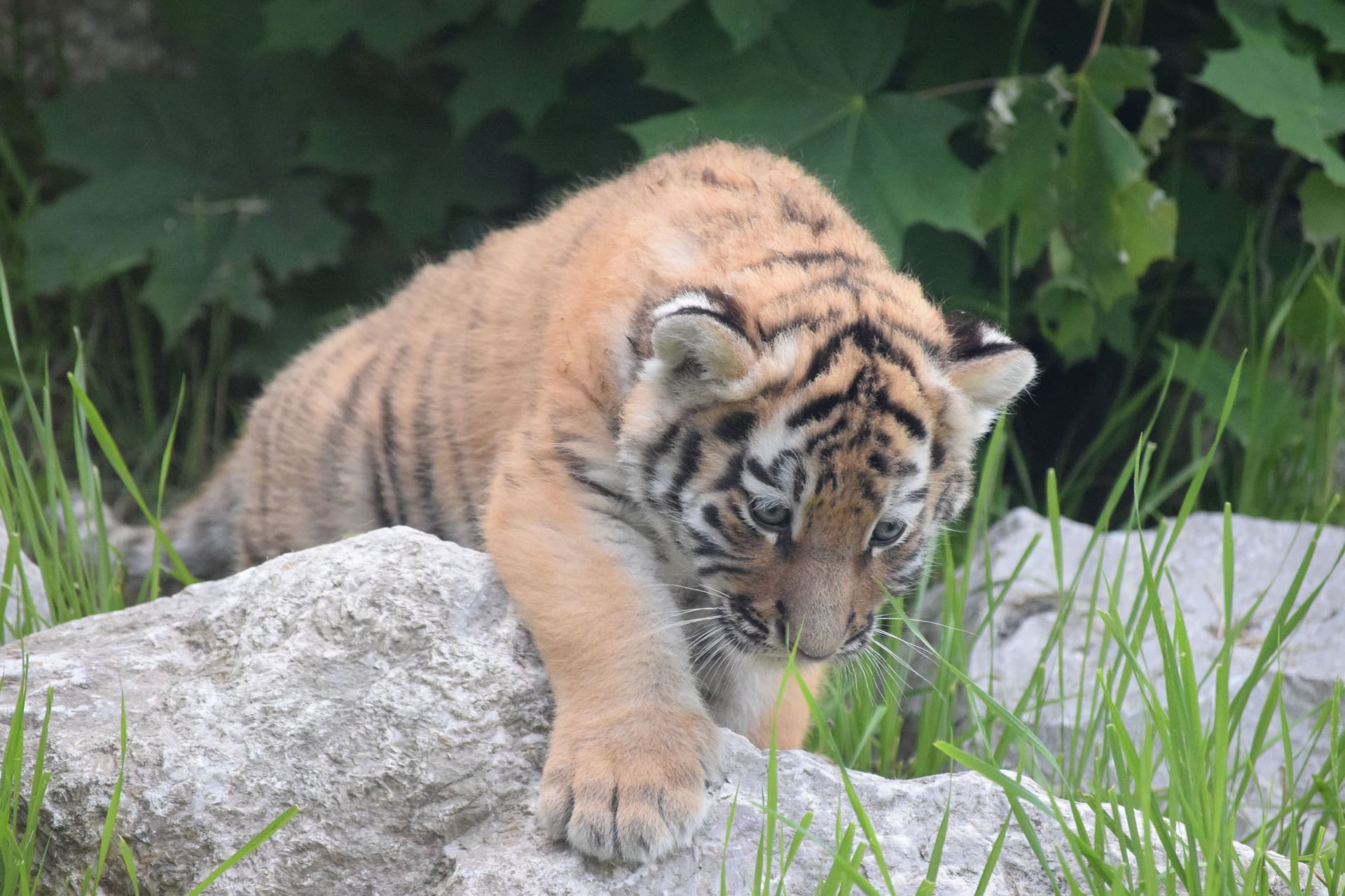 Jak nazywać młodziutkie tygrysy z Płocka? ZOO ogłasza konkurs! - Zdjęcie główne