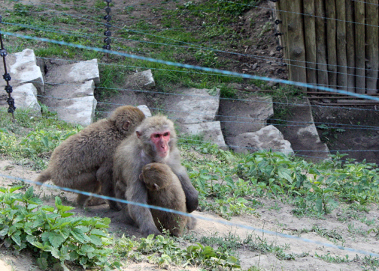 Park linowy w płockim zoo już niedługo - Zdjęcie główne