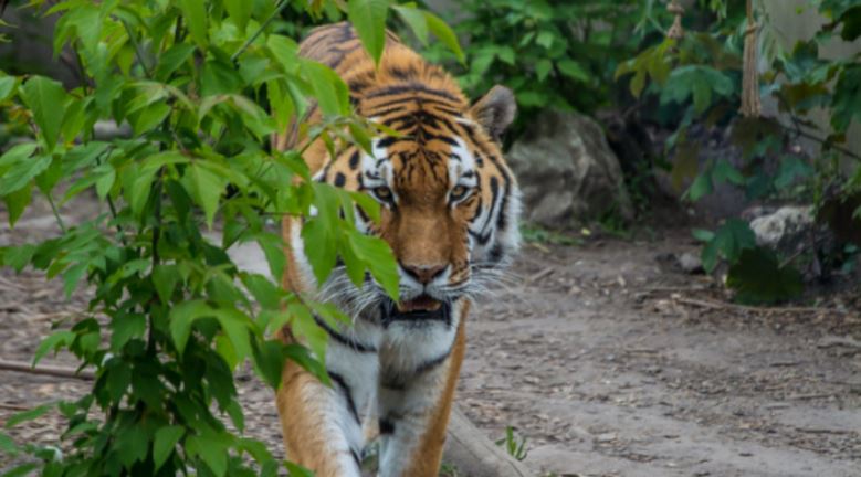 Dzień Dobry TVN w Płocku. Pokażą miejskie ZOO - Zdjęcie główne