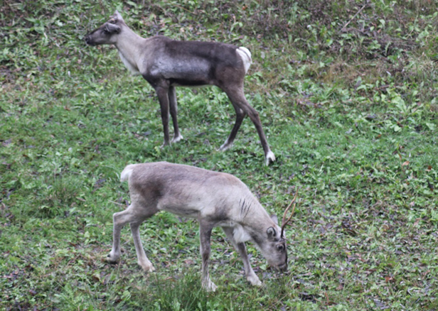 Renifery w zoo. Wymyślmy im imiona - Zdjęcie główne