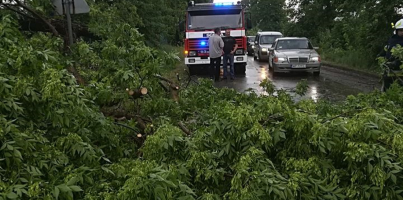 Powalone drzewa pod Płockiem - Zdjęcie główne