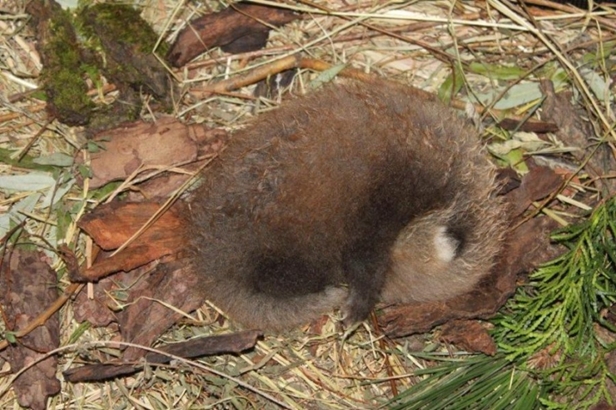 Radośnie w ZOO, urodziła się mała panda - Zdjęcie główne