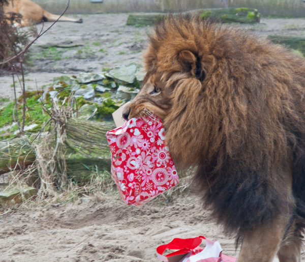 Dziewiąte urodziny króla płockiego zoo [FOTO] - Zdjęcie główne