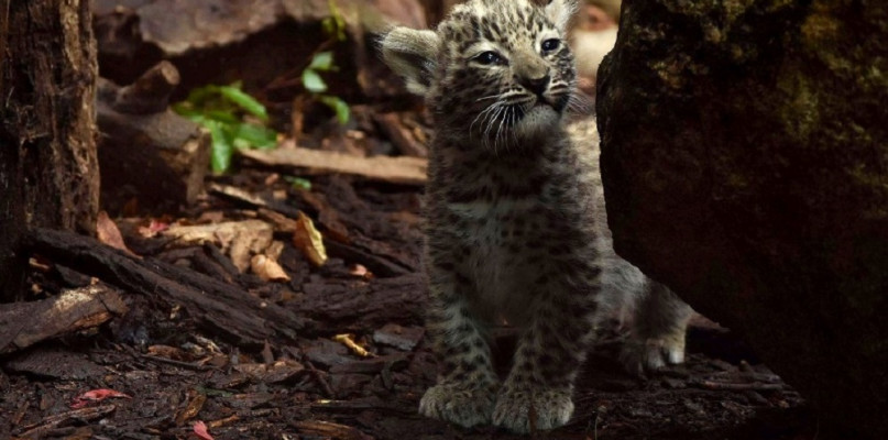 Młodziutki lampart potrzebuje imienia. ZOO ogłasza konkurs - Zdjęcie główne