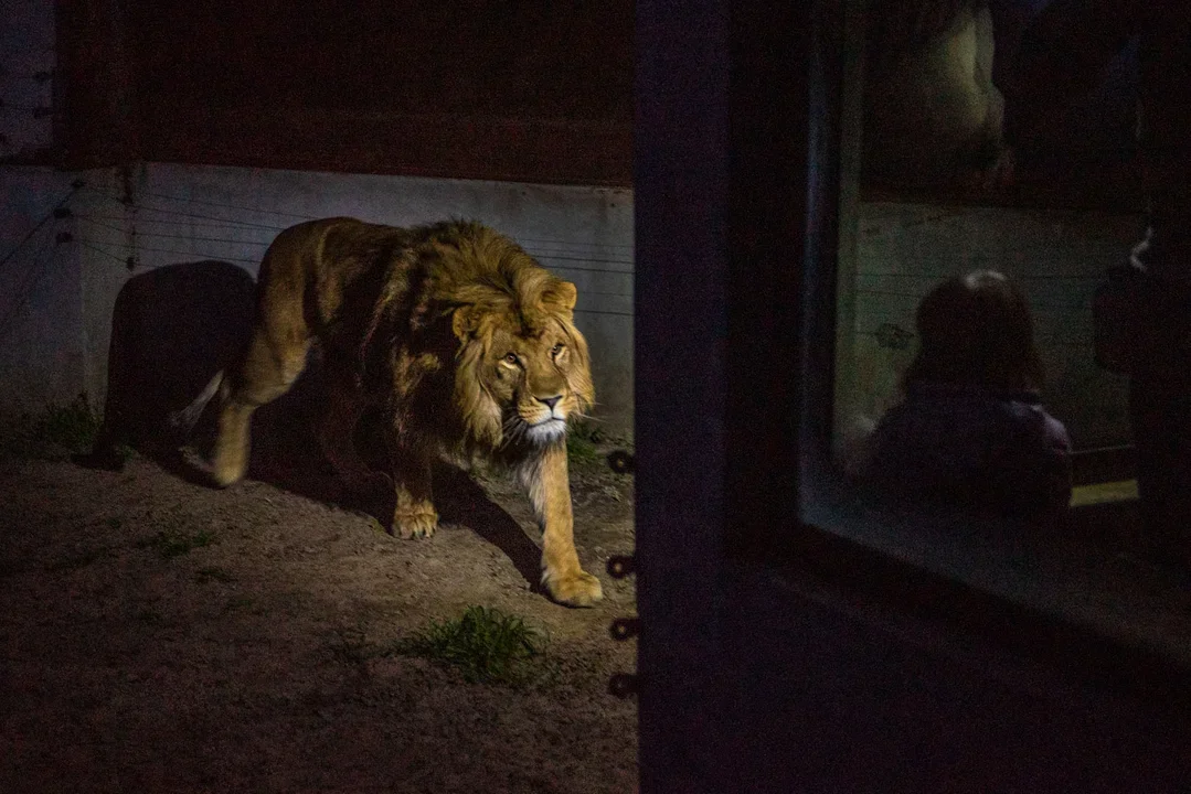 Drapieżniki zaryczą po zmroku. Chcesz wtedy być w zoo w Płocku? - Zdjęcie główne