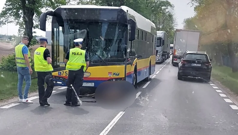 Zderzenie autobusu z łosiem. Uwaga, są utrudnienia! - Zdjęcie główne