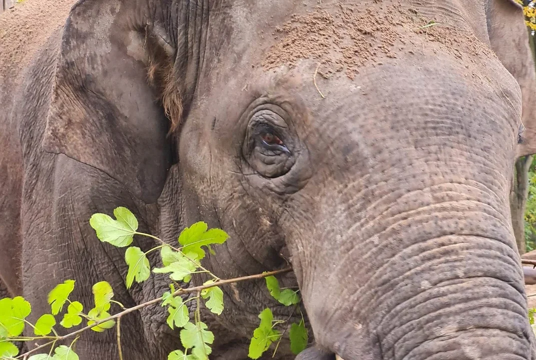 Płockie ZOO pożegnało Barnabę. Słoń trafi do nowego domu - Zdjęcie główne