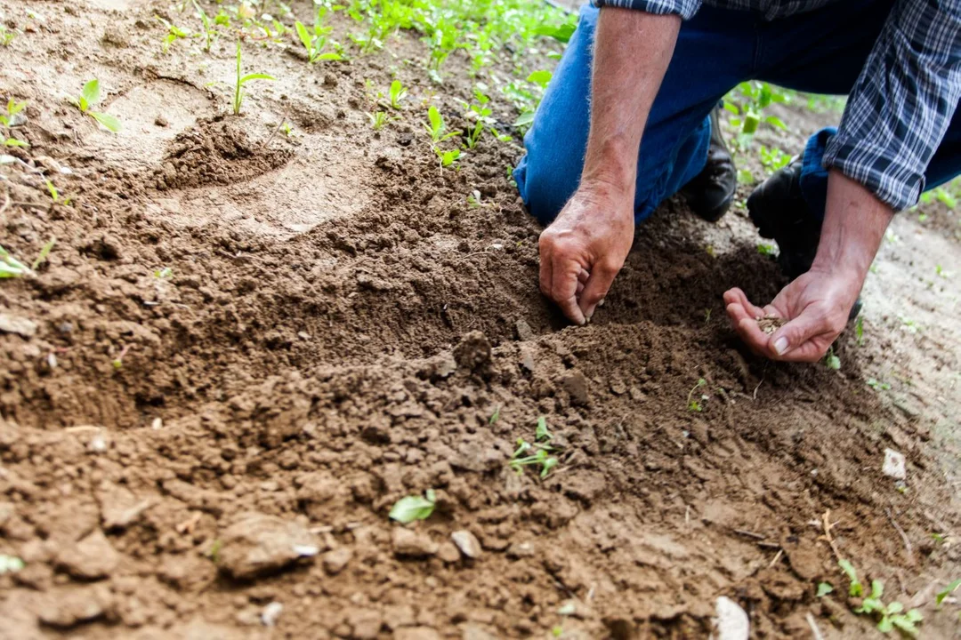 Pielęgnacja roślin, jako praca i hobby jednocześnie - Zdjęcie główne