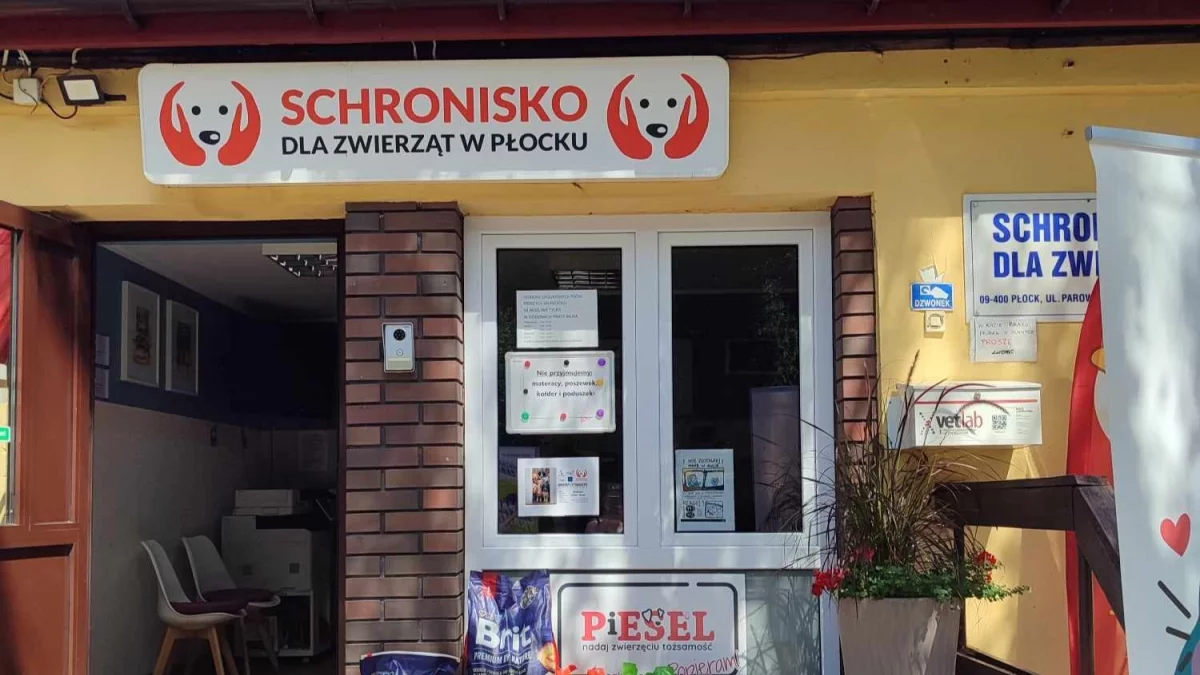 Wolontariusze po kilku miesiącach wrócili do schroniska. "Zmiana o 180 stopni" [ROZMOWA]