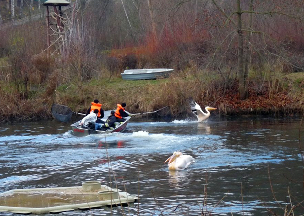 Pelikanom za zimno w stawach zoo [FOTO] - Zdjęcie główne