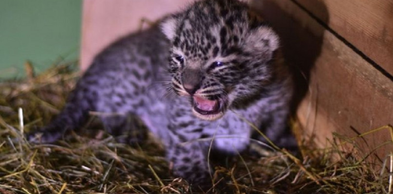 Narodziny w płockim ZOO. Na świat przyszedł lampart perski - Zdjęcie główne