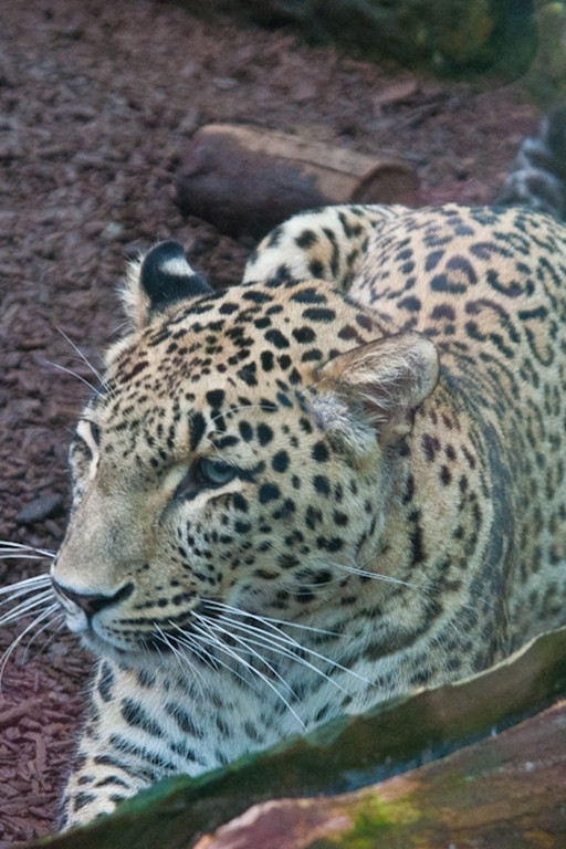 Z aparatami do zoo w Nowy Rok - Zdjęcie główne