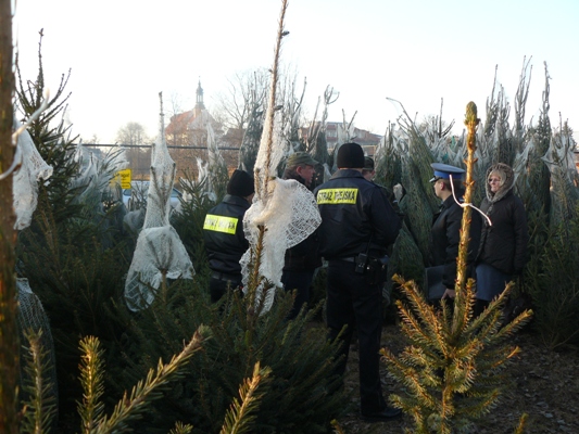 Nielegalne choinki. Sprawdzają stoiska - Zdjęcie główne