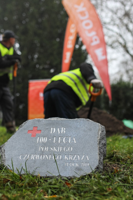 Polski Czerwony Krzyż ma swój dąb - Zdjęcie główne