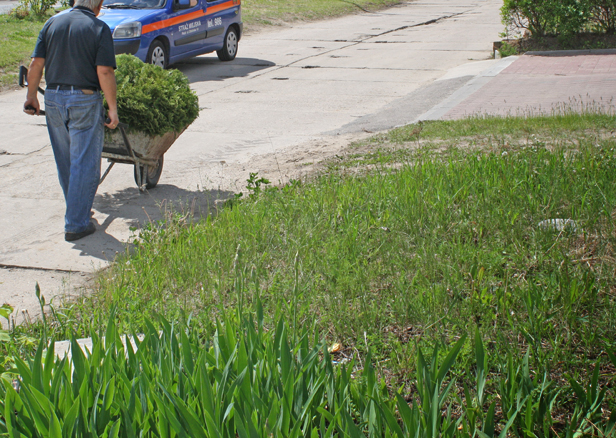 Koszą trawę i wrzucają do sąsiadów! - Zdjęcie główne