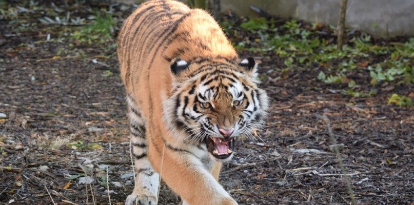 Intensywny ruch transportowy na terenie płockiego zoo - Zdjęcie główne