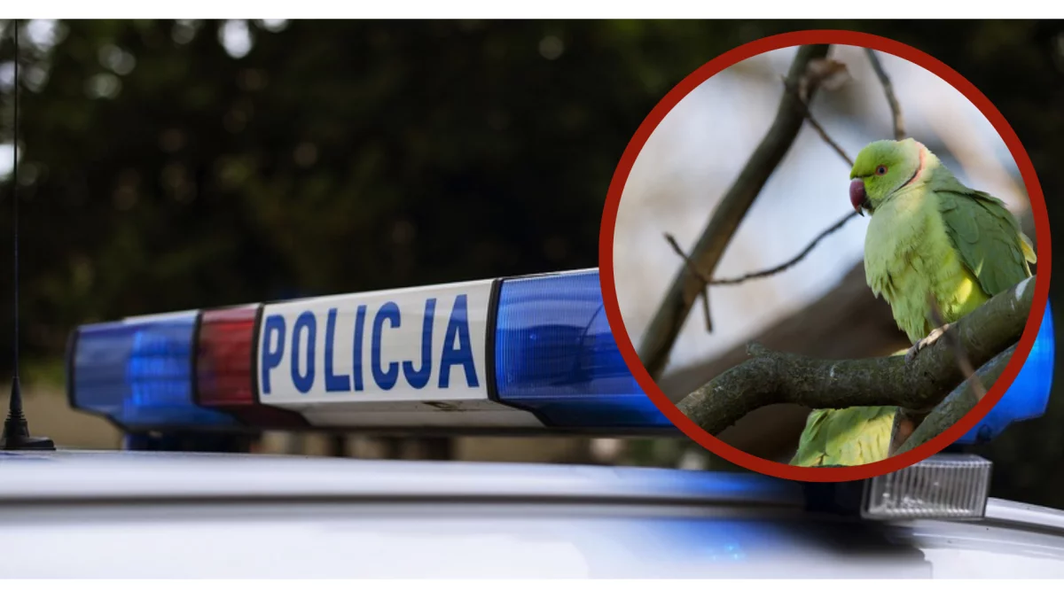 Papuga hałasuje, sąsiad atakuje. Interweniowała policja - Zdjęcie główne