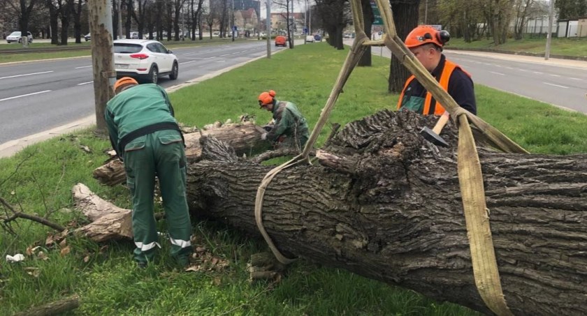 Powalone drzewa od tygodni zalegały w Wielkiej Alei Lipowej. Znamy powód - Zdjęcie główne