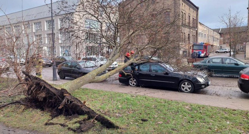 Silny wiatr w Gdańsku. Dziesiątki strażackich interwencji, zamknięte cmentarze i ZOO - Zdjęcie główne