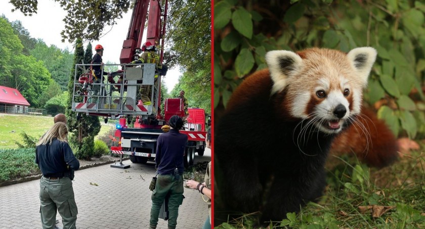 Pandka ruda uciekła ze swojego wybiegu w ZOO [ZDJĘCIA] - Zdjęcie główne