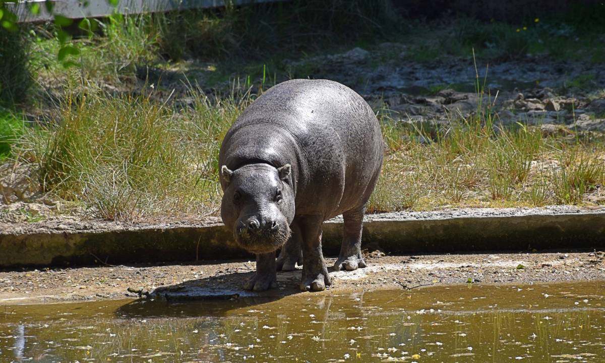 ZOO Gdańsk Oliwa