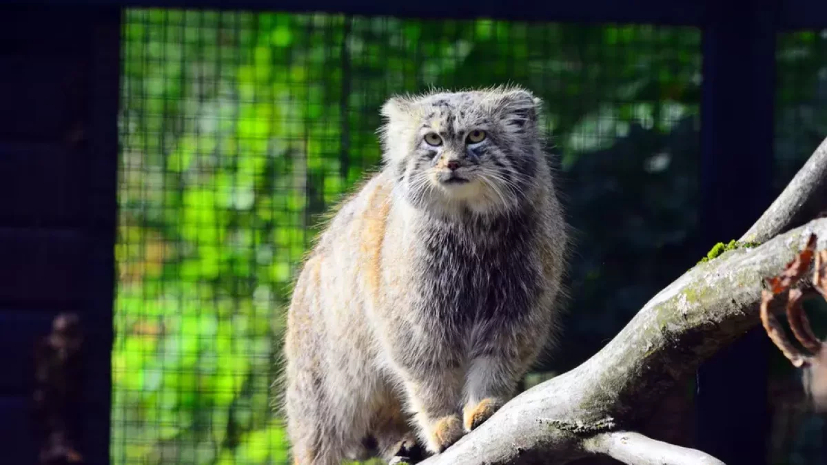 Kto wymyśli imię dla nowej lokatorki gdańskiego zoo? Trwa konkurs - Zdjęcie główne