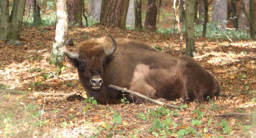 Żubry z gdańskiego zoo wyruszyły w świat - Zdjęcie główne