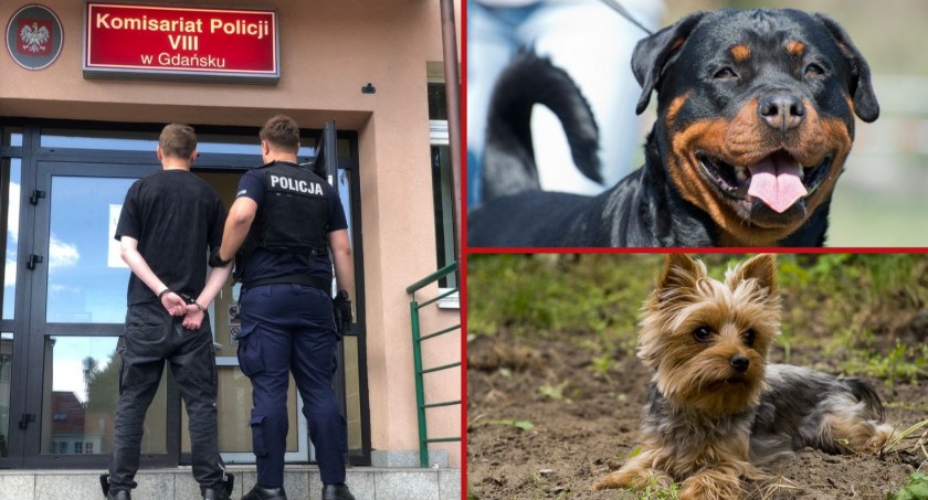 Rottweiler pogryzł kobietę i zagryzł yorka. Opiekun agresywnego psa był pijany - Zdjęcie główne