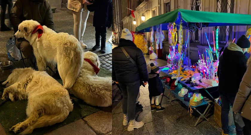 Śródmieście tonie w kiczu i pokazach zwierząt. Jak rozwiązać odwieczny problem? - Zdjęcie główne