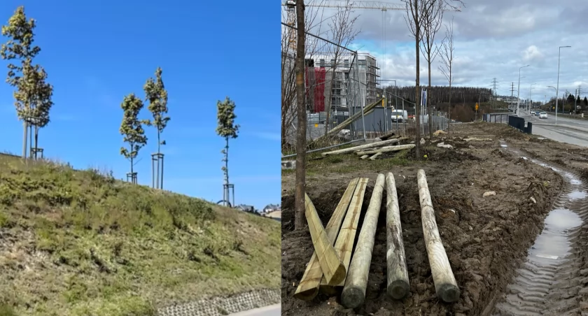 GPEC zniszczył kilkanaście nowo posadzonych drzew. Niegospodarność, czy urzędnicza pomyłka? - Zdjęcie główne