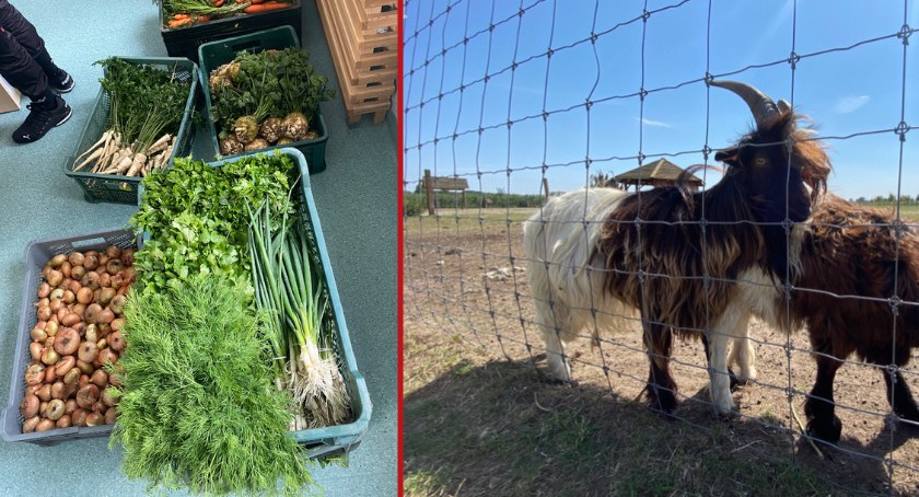 Produkty prosto od rolnika. Kupisz je na oruńskim ryneczku - Zdjęcie główne