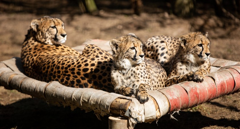 Znamy imiona gepardziątek z gdańskiego zoo - Zdjęcie główne