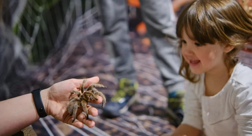 Pająki, dinozaury, gokarty i inne atrakcje na ferie w CH Osowa - Zdjęcie główne