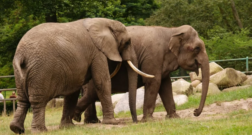 Gdańskie ZOO obchodzi 70-lecie. Poznaj jego historię  - Zdjęcie główne