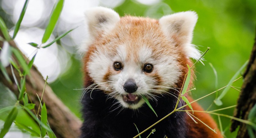 Pandka ruda uciekła z gdańskiego ZOO. Zauważył ją rowerzysta - Zdjęcie główne