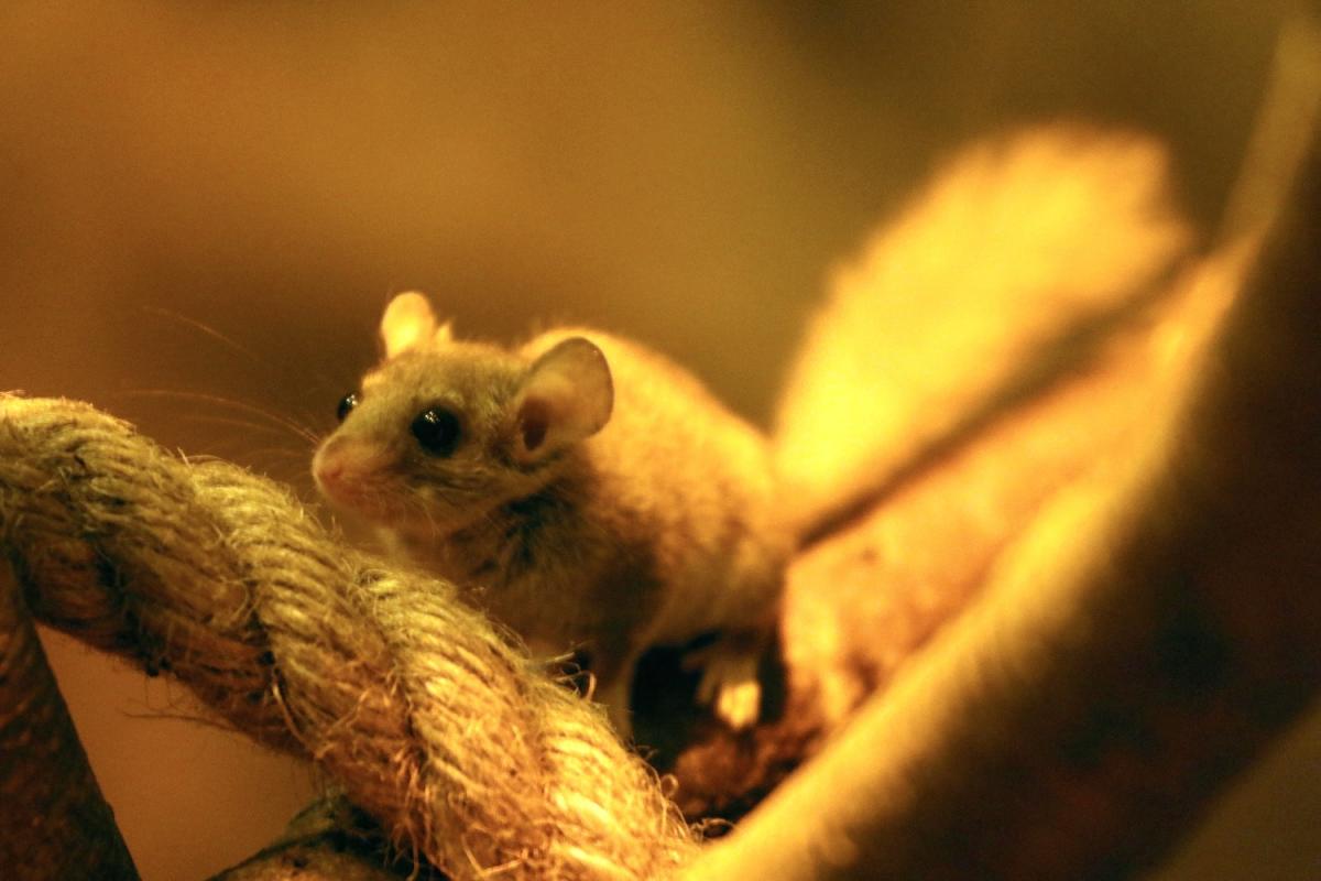 Nowi mieszkańcy w gdańskim zoo - Zdjęcie główne