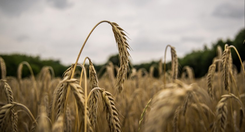 W Gdańsku powstaną namioty na ukraińskie zboże - Zdjęcie główne