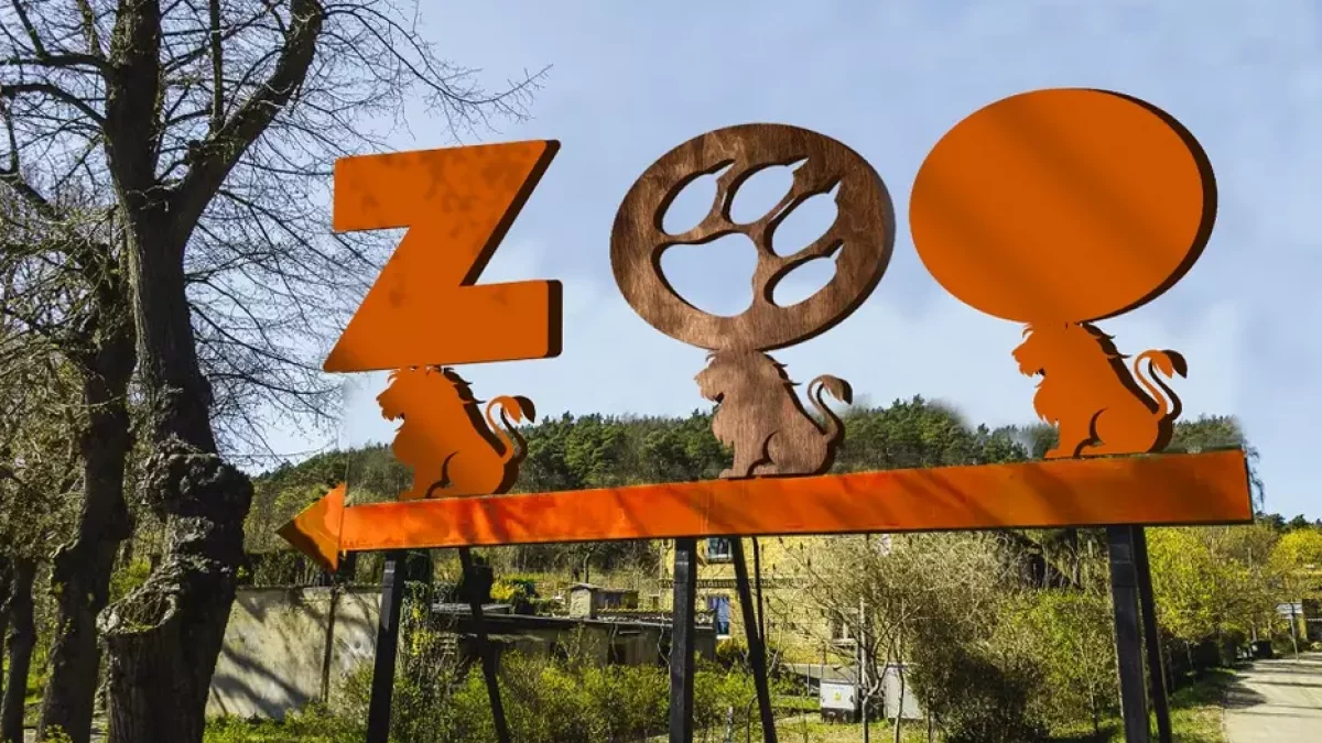 W gdańskim zoo zamieszkały... kurczaki górskie. To jeden z najbardziej zagrożonych płazów na świecie - Zdjęcie główne