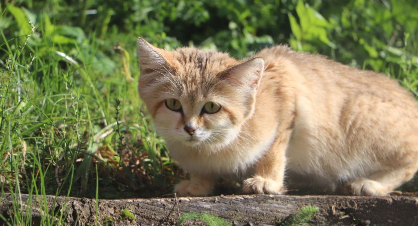 Nowy, puchaty mieszkaniec gdańskiego ZOO [ZDJĘCIA] - Zdjęcie główne