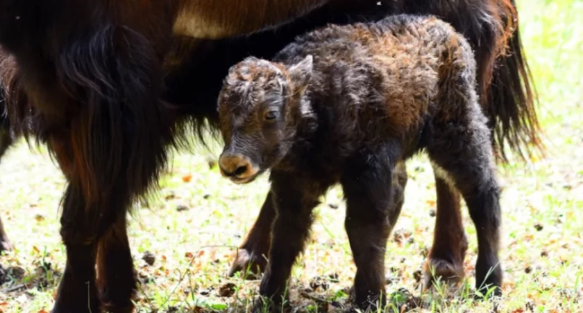 Nowi mieszkańcy gdańskiego ZOO. Narodziny w wielu stadach - Zdjęcie główne