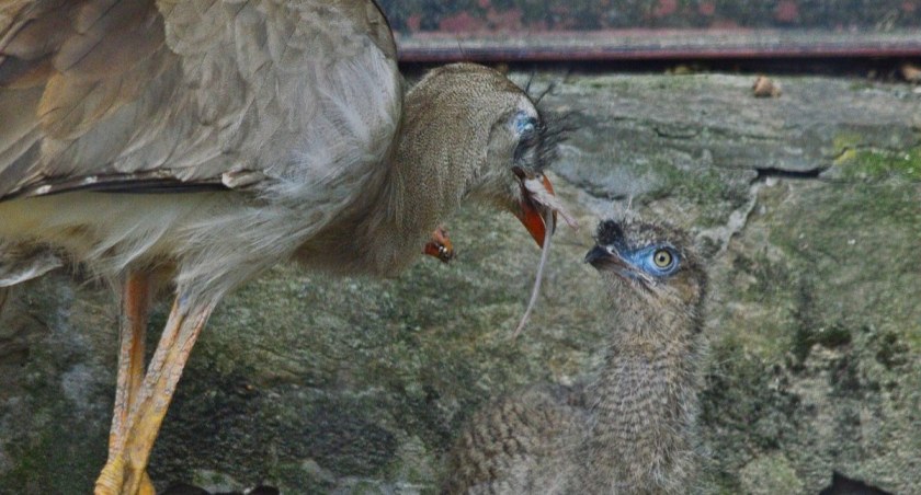 Narodziny w gdańskim ZOO. Na świat przyszły dwa pisklęta [ZDJĘCIA] - Zdjęcie główne