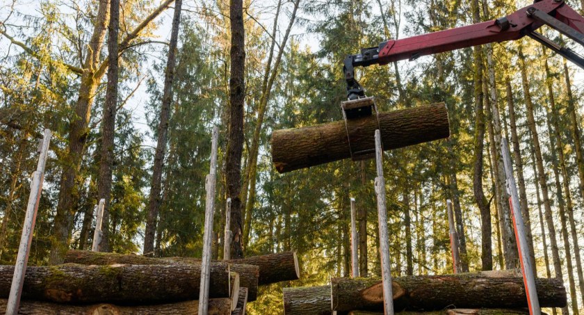 Lasy Państwowe rezygnują z certyfikatu FSC. Branża drzewna boi się utraty klientów - Zdjęcie główne