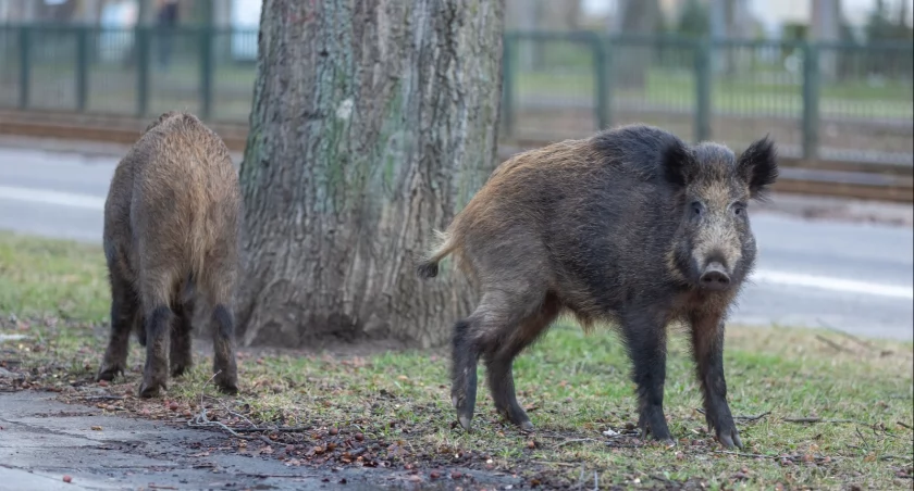 200 dzików do odłowienia i uśmiercenia w Gdańsku - Zdjęcie główne