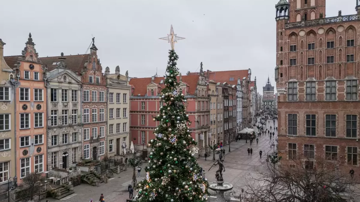 Gdańska choinka już gotowa! Wiemy, kiedy rozświetli Długi Targ - Zdjęcie główne