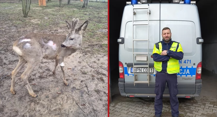 Znów pomógł zwierzęciu. Ten policjant to bohater gdańskiej fauny - Zdjęcie główne