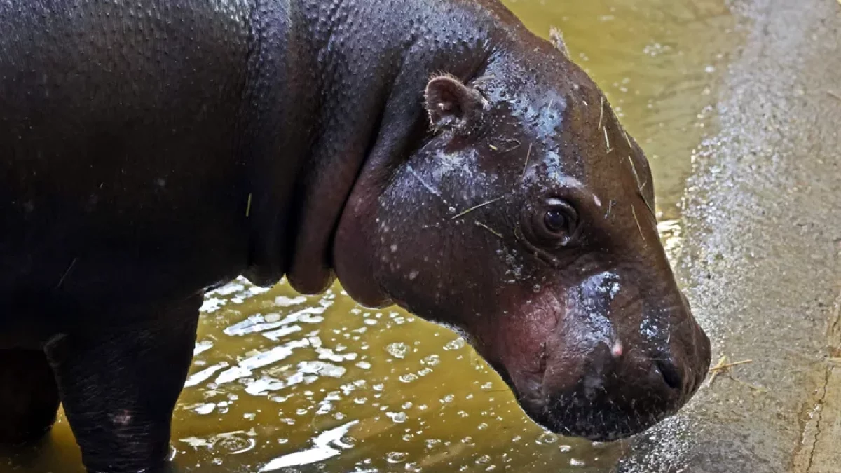 Gdańskie zoo ma nowego mieszkańca. Ma przyczynić się do przetrwania zagrożonego gatunku - Zdjęcie główne