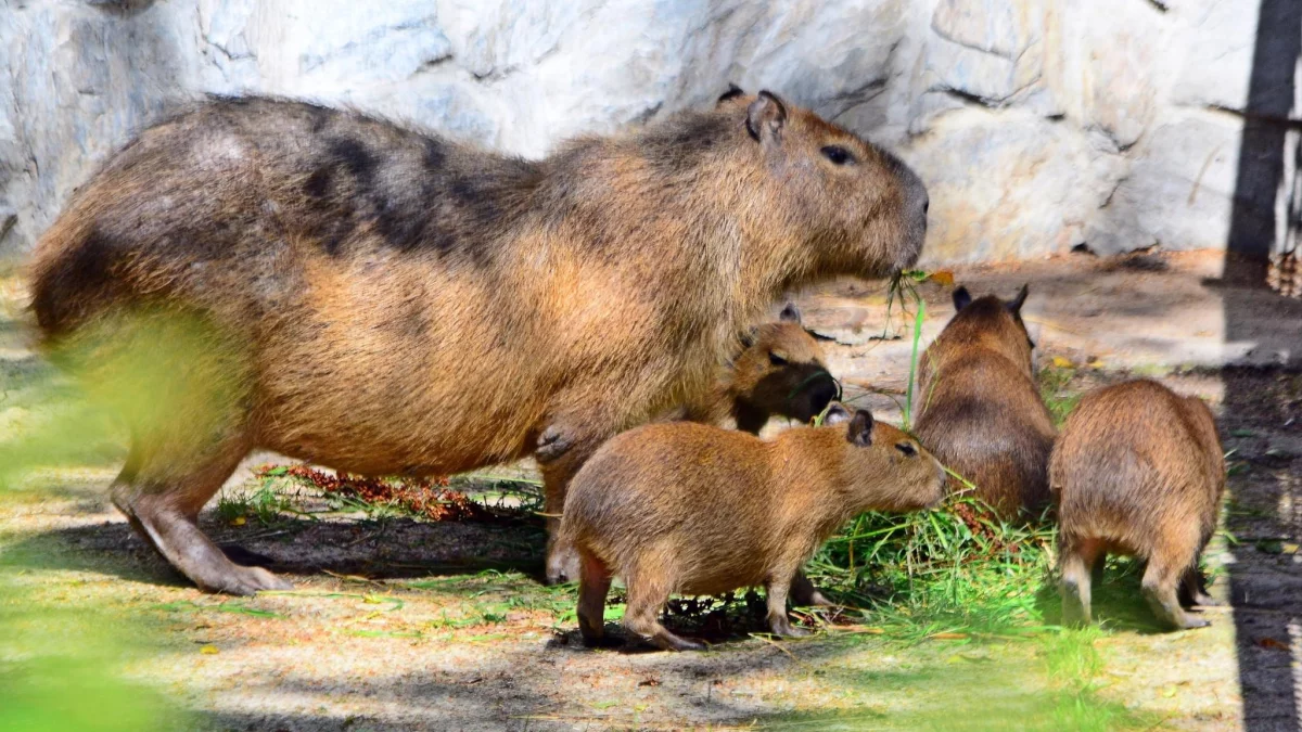 Gdańskie ZOO organizuje zbiórkę. Każdy może wziąć udział - Zdjęcie główne