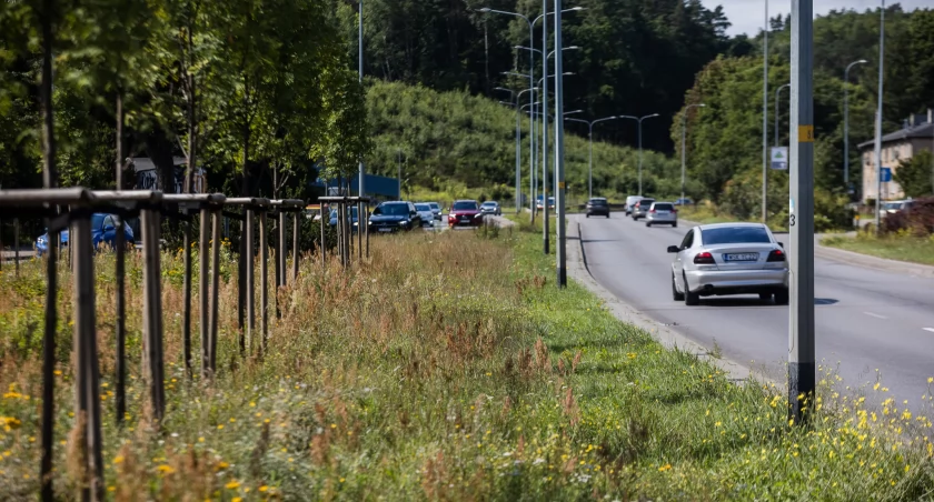 Gdańscy urzędnicy zapowiadają rzadsze koszenie traw. Ale czy wszędzie? - Zdjęcie główne